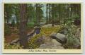 Postcard: [Postcard of Hodges Gardens Stream]
