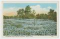 Postcard: [Postcard of Bluebonnet Field Near Capitol]