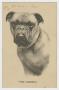Postcard: [Postcard of "The Admiral" Dog]