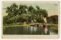 Thumbnail image of item number 1 in: '[Postcard of the Washington Oak at Audubon Park in New Orleans]'.