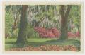 Primary view of [Postcard of Blooming Bushes]
