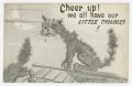 Postcard: [Postcard of Stray Tom Cat]