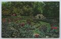 Postcard: [Postcard of Municipal Rose Gardens, Ritter Park 2]