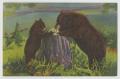 Postcard: [Postcard of Bear and Cub]