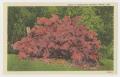Postcard: [Postcard of an Azalea Bush in Bellingrath Gardens]