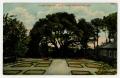 Postcard: [Postcard of Powhatan Oak, Jamestown Exposition]