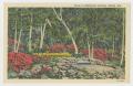 Thumbnail image of item number 1 in: '[Postcard of Rock Garden and Azaleas at Bellingrath Gardens]'.