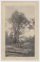 Postcard: [Postcard of Trees Near Dry Creek]