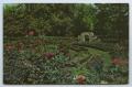 Postcard: [Postcard of Municipal Rose Gardens, Ritter Park 3]