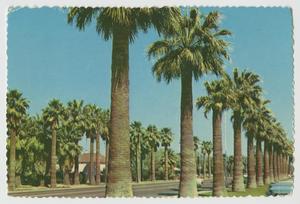 Primary view of object titled '[Postcard of Central Avenue in Phoenix]'.