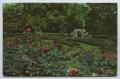Postcard: [Postcard of Municipal Rose Gardens, Ritter Park]