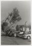 Photograph: [Photograph of McMurry Beautification]
