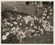 Photograph: [Photograph of the Grave of Stonewall Jackson Guthrie]