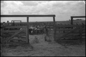 Primary view of object titled '[Photograph of Cattle in Corral]'.
