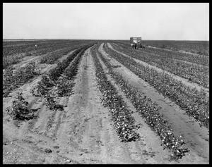Primary view of object titled 'Cotton Picking & Cotton Ginning'.