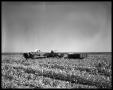 Photograph: Crops at Miles and Winters, Texas