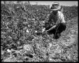 Photograph: Farmer in Cotton Field