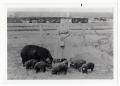 Photograph: [Clara Rude and Pigs 2]