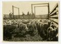 Photograph: [Sheep in Livestock Pens]
