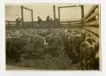 Primary view of [Sheep in Livestock Pens #2]