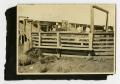 Primary view of [Sheep in Stockyards]