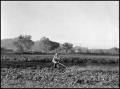 Photograph: [Man Spraying Pesticide on Crops]