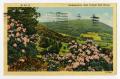 Primary view of [Postcard of Rhododendron in West Virginia Hills]