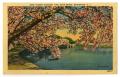 Postcard: [Postcard of Cherry Blossom Trees]