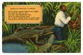Postcard: [Postcard of Man and Alligators]