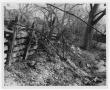 Photograph: [Wooden Fence and Brush at Moore Park]