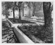 Photograph: [Trees at Dealey Plaza]