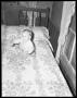 Photograph: [Baby Sitting on Bed]