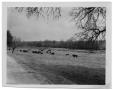 Photograph: [Cattle on the Side of a Dirt Road]