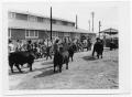 Photograph: [Cattle in a Pen]