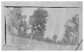 Photograph: Pecan trees in [a] field [in] Wharton County, Texas