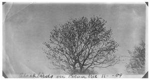 Primary view of Blackbirds on pecan tree