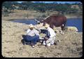 Photograph: [Cowboys Holding Down a Calf near a Cow]