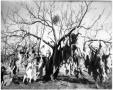 Photograph: [Tree Laden with Hanging Coyotes]