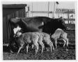 Photograph: [Cow and Four Buffalo Calves]