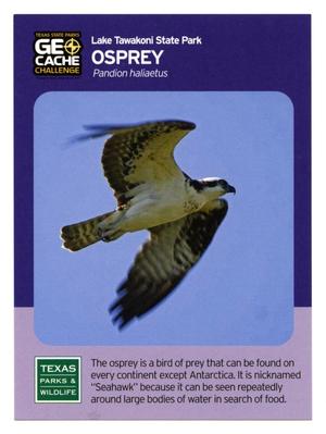 Primary view of object titled '[Trading Card: Osprey]'.
