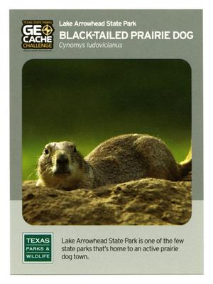 Primary view of object titled '[Trading Card: Black-Tailed Prairie Dog]'.