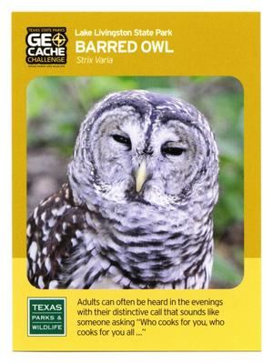 Primary view of object titled '[Trading Card: Barred Owls]'.