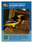Text: [Trading Card: Altamira Oriole]