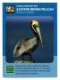Text: [Trading Card: Eastern Brown Pelican]