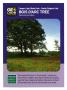 Primary view of [Trading Card: Bois d'Arc Tree]