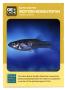 Text: [Trading Card: Western Mosquitofish]
