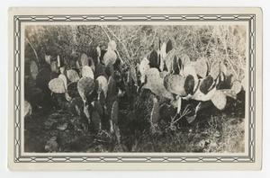 Primary view of object titled '[Photograph of a Cactus]'.