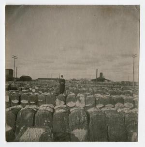 Primary view of object titled '[Cotton Compress at Abilene, Texas]'.