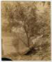 Thumbnail image of item number 1 in: '[Tree in a Boulder]'.