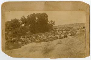 Primary view of object titled '[Cattle at Menard, Texas]'.